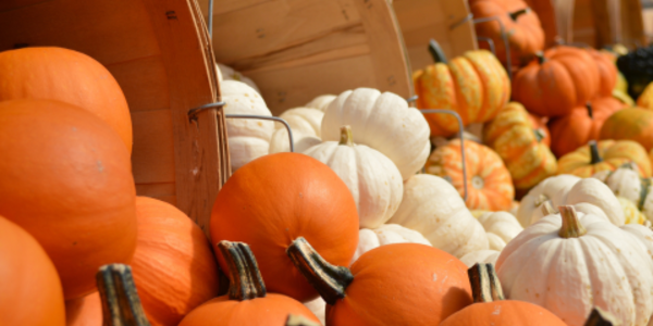 Calabazas de distintos colores derramándose de canastas grandes.
